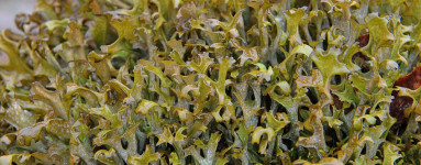 Islandski lišaj (Cetraria islandica)